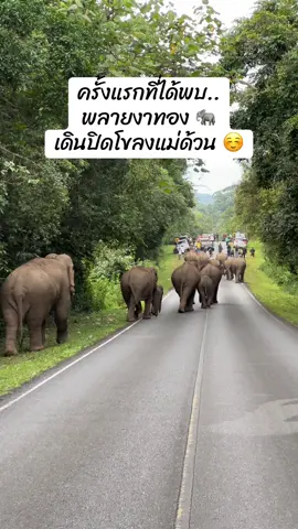 17.08.2025 บันทึกไว้ เป็นครั้งแรกที่ได้เจอ..พลายงาทอง 🐘เป็นคชสารตัวที่อยากเจอที่สุดในเขาใหญ่ ทั้งดีใจ ทั้งขนลุกจนบอกไม่ถูกเลยทีเดียว รอเจอมานานแสนนาน ในที่สุดเราก็ได้เจอกัน 🍃⛰️ #ดีใจที่ได้เจอ #ช้างเขาใหญ่ #เขาใหญ่ #พลายงาทอง #โขลงแม่ด้วน 
