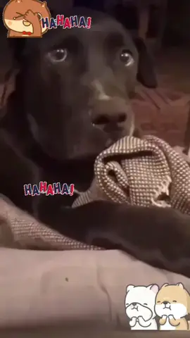 #mascotas 