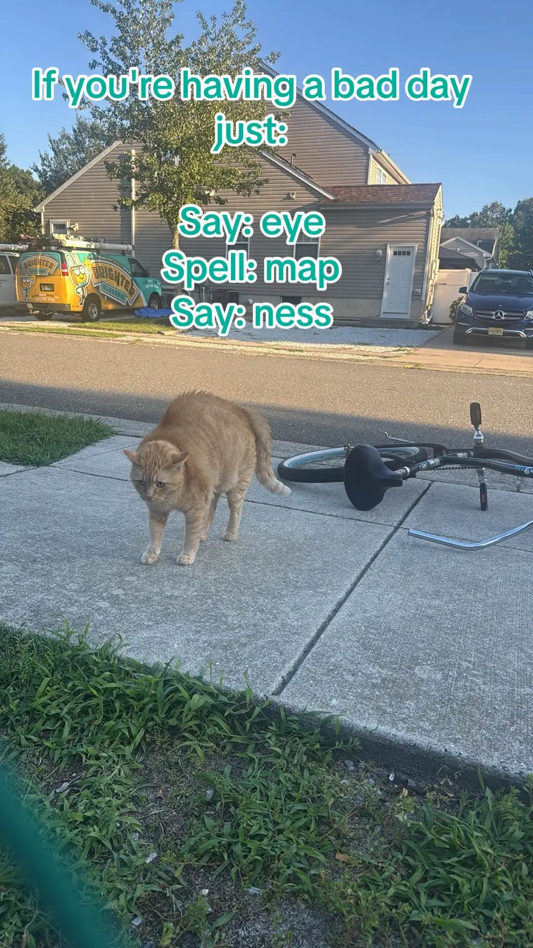 #StaySalty #CG19840 #LYF #Fyp #cats