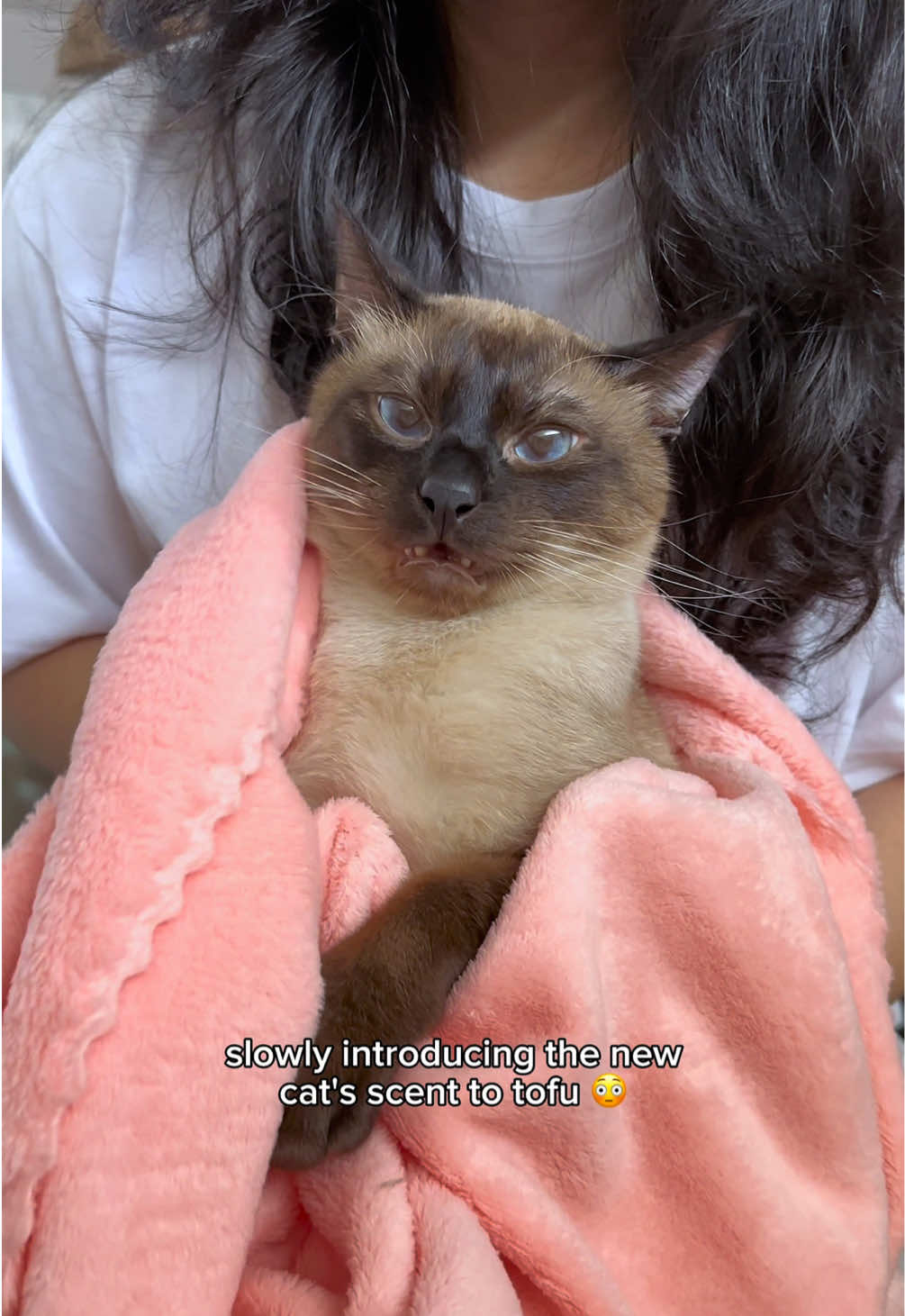 a new chapter begins 👀 slowly introducing tofu to the new cat 🐱 #catoftiktok #siamese #cute 