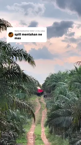 Membalas @𝙉𝘼𝙉𝙕 • | 𝙆𝙘𝙚 𝙖𝙗𝙞𝙚𝙯 #layanganbanyuwangi 