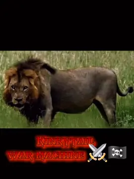 What if, instead of Mr. T, Kinkytail had remained among the last three Mapogos? In that battle against the Matimbas, Kinkytail kill one matimba easily