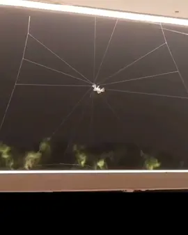 #Virales Miren como está araña teje su tela de araña, toda una obra de arte. #CartagenaAlternativa  #Noticias  #DelLadoDeLaGente