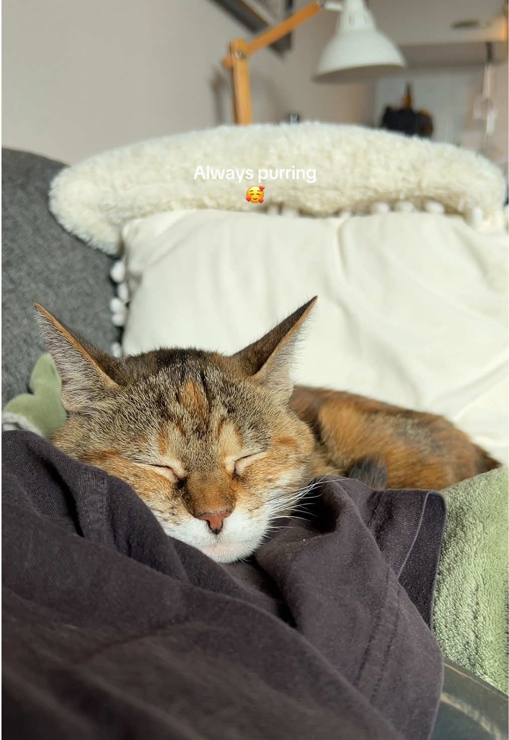 Sunday Sleepy with Mom 💖 #kletsmouse #mousethecat #yappercat #yappingqueen #yappingcat 