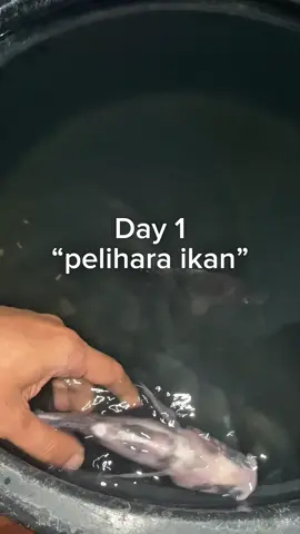 “Ikan nya kenapa mati ?” Tenggelam tidak tau berenang ☹️ #fyp #day1 #fish 