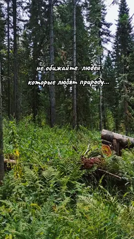 #природа #лес #тишинаиспокойствие 
