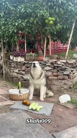#粉丝一千万#dog#funny#foryou#fyp 