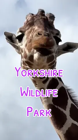 Yorkshire wildlife park 🤎 #animalsoftiktok #animalslife #yorkshirewildlifepark #conservation #yorkshirewildlifeparkdoncaster #zoo #wildlifeconservation 