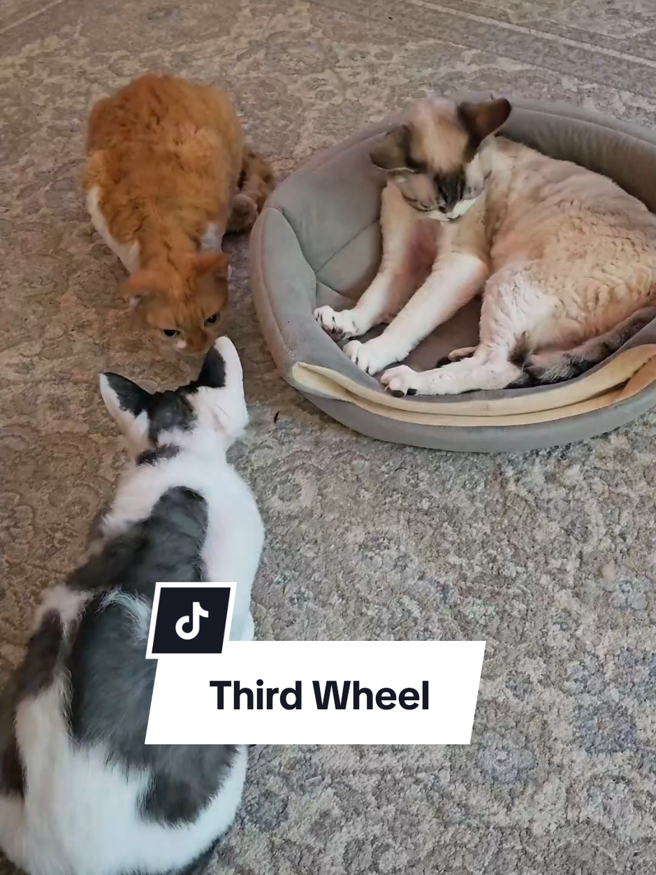 Roadie just wanted to sit with his bro 🥺 But Gibson said ✋ So Roadie activated stealth mode… and leaped over Tangerine to avoid further conflict. The drama. The strategy. The sibling politics #CatDrama #DevonRexCats #ThirdWheel #AlwaysNo #CatLife 