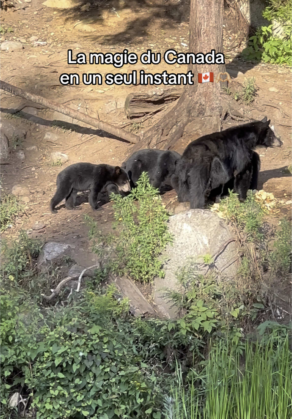 Notre première rencontre : une maman ours 🐻 et ses 3 petits 🐾❤️ #quebec #canada #roadtrip 