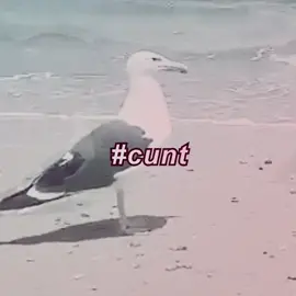 #FINALDIVA || cvnt seagull 💜 || #FINALGIRL #finalgirledit #seagull #edit 