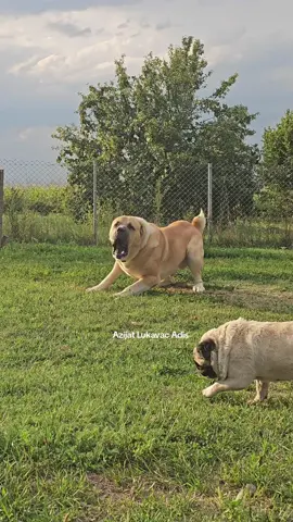 Paša (Micko) #alabidog #viral_video #azijatlukavacadis #foryu #bosna 