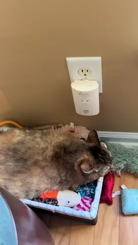 #LifeOnTikTok #TikTokPartner #TikTokMadeMeBuyIt  As a #TargetPartner,  Penny knows I can get great deals on cat toys for her! She gets a @Target shopping spree if she hits 12k TikTok followers by Friday! https://goto.target.com/APXdG1  #fyp @target     