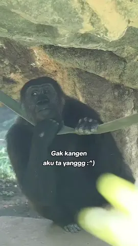 #fypp kangen😪#jowopride #storytime #puitekchanel #gorilla 