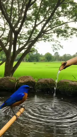 Pagi yang Indah #pesonadesa #desavibes  #pemandanganalam  #nature 