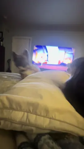 The energy #dogsoftiktok #frenchiesoftiktok #fyp #dogs #chihuahuastiktok 