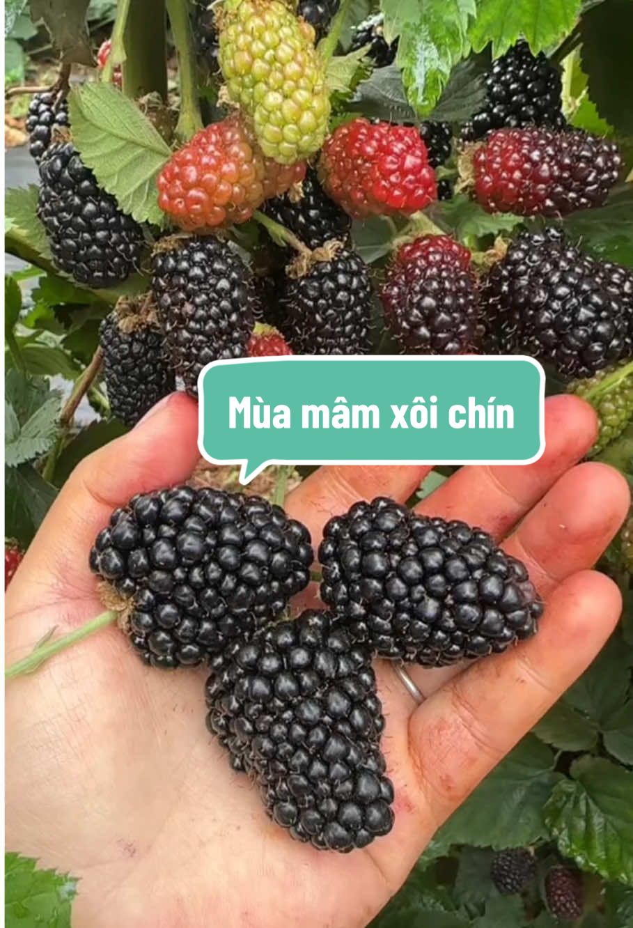 Mùa mâm xôi chín đến rồi các bác ơi #mamxoi #farmsangtao #phucbontu 