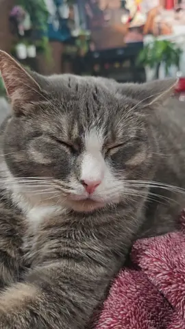 My baby #catsoftiktok 