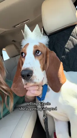 SHE IS SO HAPPY 💕 We are going to miss you sweet girl, sending all the love your way on your new adventure with your new family!!! 🥳🥳🥳 xoxo #bassethoundsoftiktok #bassethound #rescuedog #adoptme #mnbassetrescue 