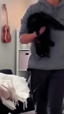 so funny!!!#cats #cute #funnycat #funny #funnyvideos