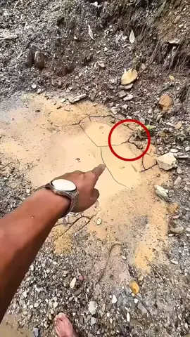 He Extracted GOLD From Golden Mud 😯 #usa #gold #mud #Extracted 