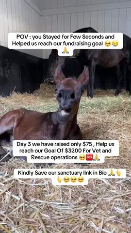 Help us reach our goal please kindly Donate link in bio #viral #fyp #horse #fyp #tiktok #rescue #fypage #help #trend #foryou #sanctuary #horses 