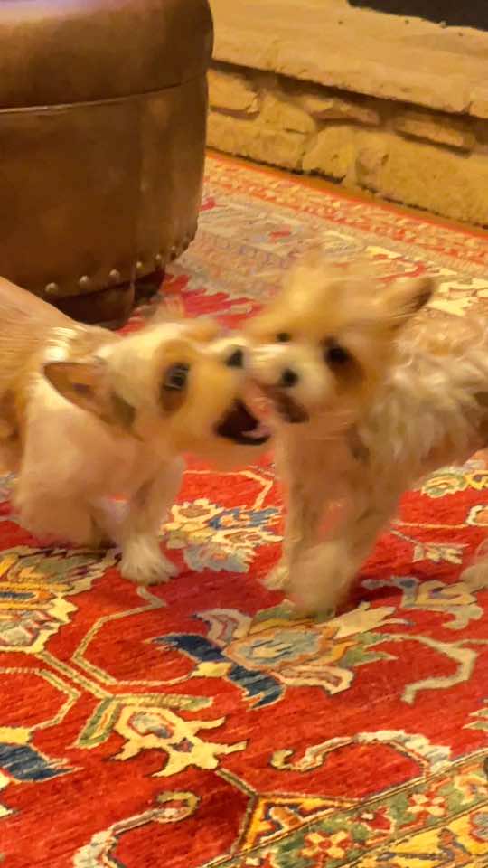 Throwing it back two years …. #throwback #doggo #dogs #cutedog #playing 