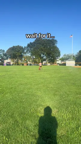 the last thing you see before tearing your ACL 😭 #frisbeedog #dogs #puppy #funnydog #dogtricks 