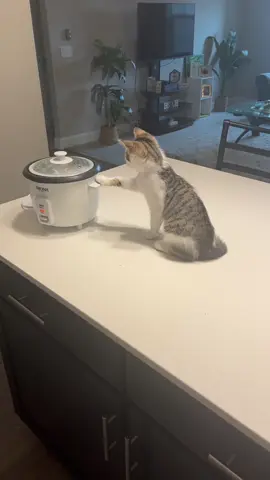 Chef Tofu: specializing in purr-fried rice  #catsoftiktok #cathumor #catlover #PetsOfTikTok #funnycat 