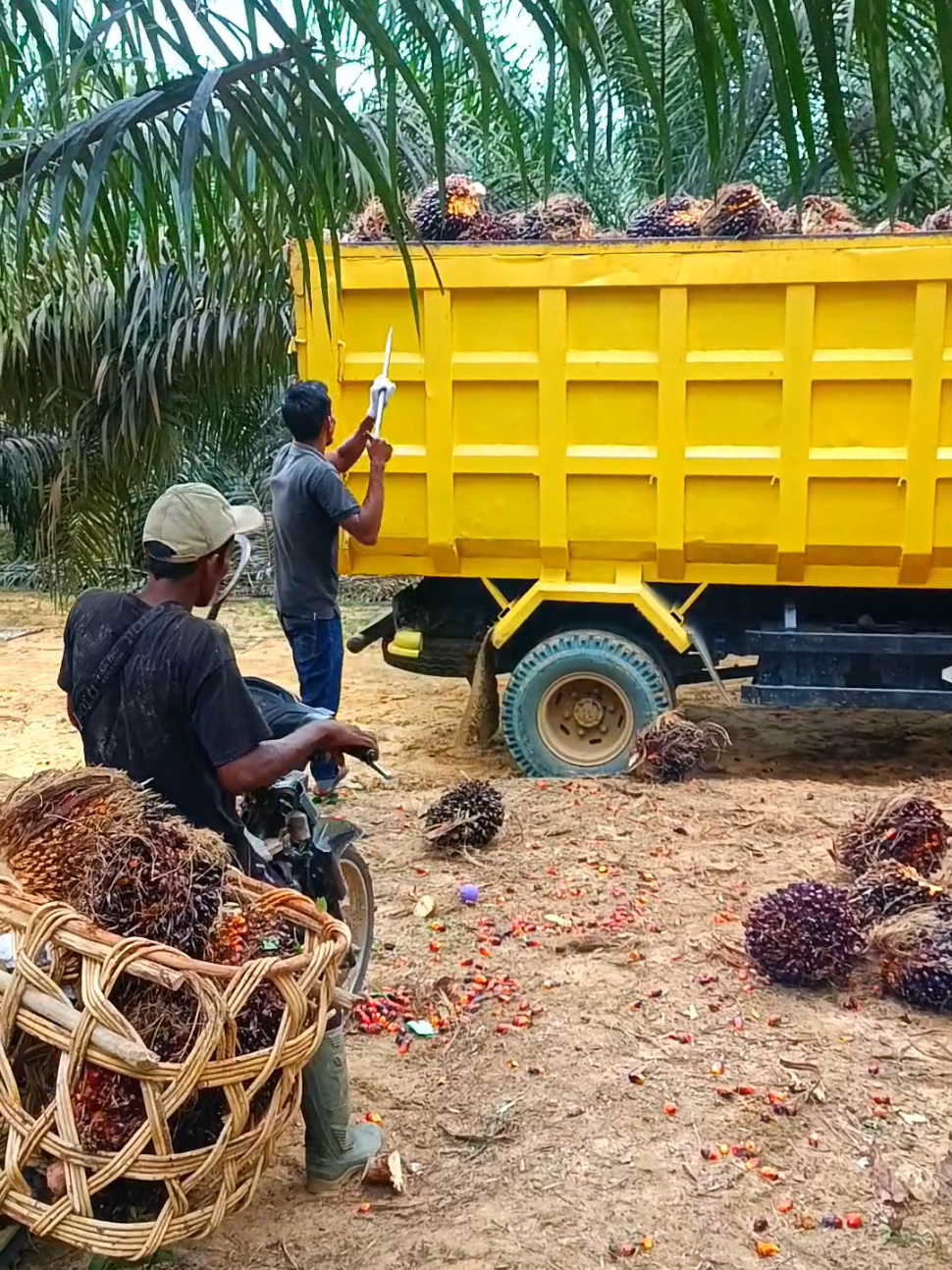 sawit petani #sawitontiktok 