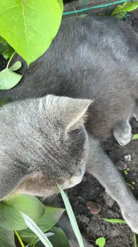 Chill 😎  #nature #fyppp #cattok #cat 