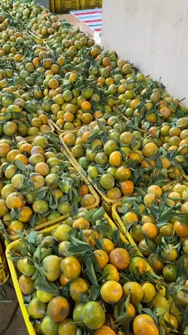 @batu_fresh#@bakul🍊kresekan#prosespetik#jeruksiemmadumalangdau🍊#jawatimur#fypシ゚ 