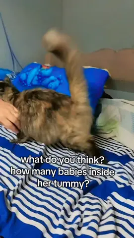 my cat pepper is 45 days pregnant cab you guest how many babies inside her? #fypシ゚viral  #fyp😊😊❤️❤️😊  #catsoftiktok  #catlover 