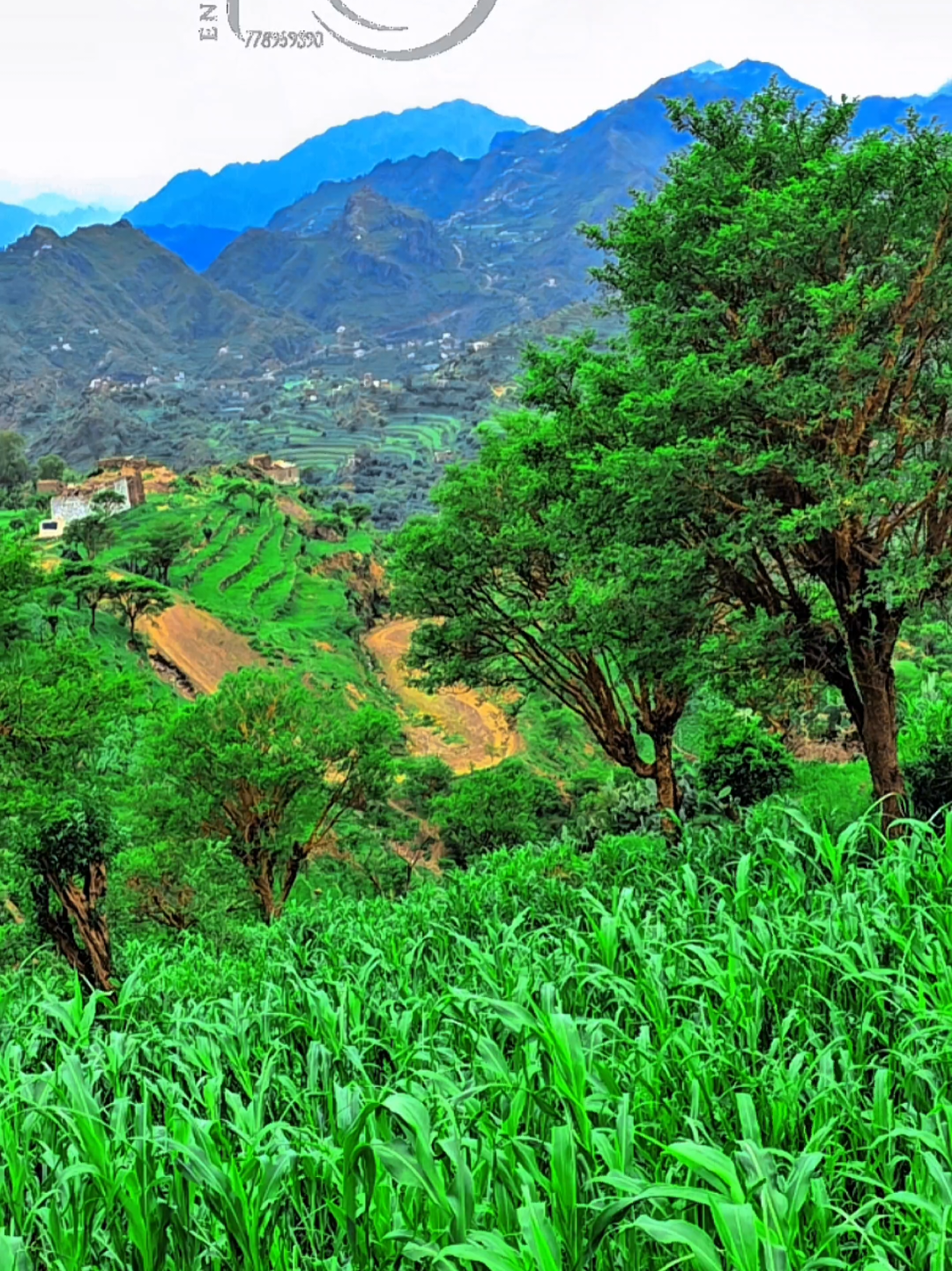 🌿☁️ سلامً لكم من هذه المدينة الرائعة… جديدنا من محمية عتمة – عزلة ضورة – قرية البراقة 💚🇾🇪 أجواء تخطف الأنفاس وجمال ما يوصف بالكلام ✨ 📌 لا تبخلوا علينا بدعمكم 🙏 👍 لايك 💬 تعليق 🔄 مشاركة وإعادة نشر #اجمل_مناظر_في_العالم #محمية #عتمة #جمال #الطبيعة @لطف عبده علي سعد الهاملي 