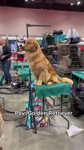 Funny Golden Retriever Core #pets #dogs #cute #goldenretriever #xyzcba 