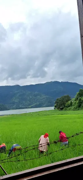 Nature’s embrace 🌿⛰️ — hardworking hands, green fields, serene lake, and mountains kissing the sky 🌾🌊☁️#fyp #nepalitiktok #doctorsoftiktok #field #nepal 