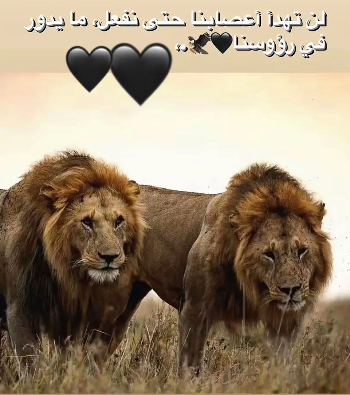 #عبارات🖤#الناصره_الشامخه👑#تصميم_فيديوهات🎶🎤#مراد_علمدار#مراد__علمدار_وادي_الذئاب#explore#foryou#الد 