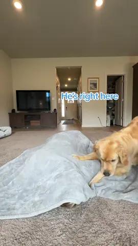 “Not unless he’s a peanut” 😂 #goldenretriever #dog #dogsoftiktok #pet 