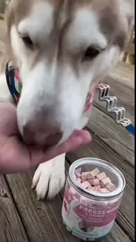 Tummy-friendly treats for sensitive pets, with FREE shipping — tap the cart on the bottom left! #pawup #pawuptreats #fyp #treatyourpet #fypシ #pet #PetsOfTikTok #treat #dogs #dogsoftiktok #dogtreats #tiktokshop #tiktokshopfinds 