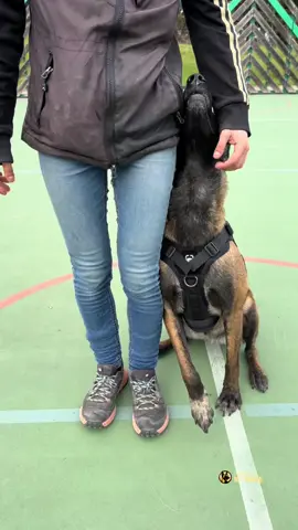 Belgian Malinois Training Focus #belgianmalinois #heeling #focusheel #DogTraining #obediencetraining #trainingday #dogobedience #malinoistraining #malinoisoftiktok #malinois #bergerbelgemalinois #pastorbelgamalinois #workingdog #working #k9training 