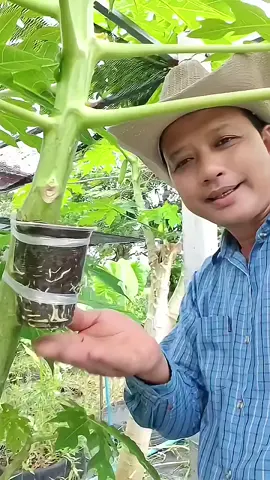 Hope vipfdd tlqeqq chiioet byioop #papaya #fyp #technique #viral #reels 