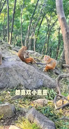 #tiktok #monkey #foryou 