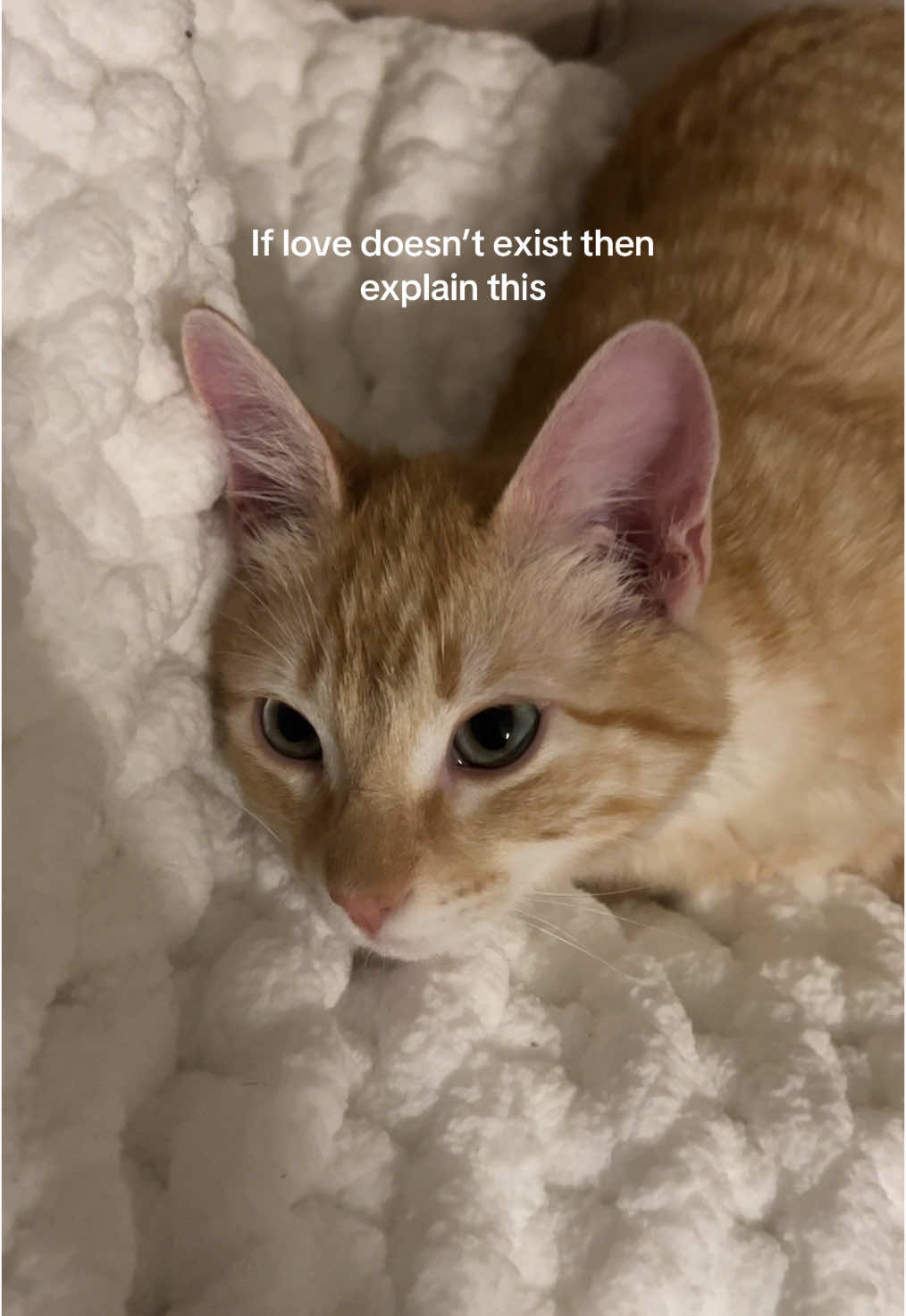 my sweet boy 🐈🥹 #orangecat #boy #mom #boymom #sweet 