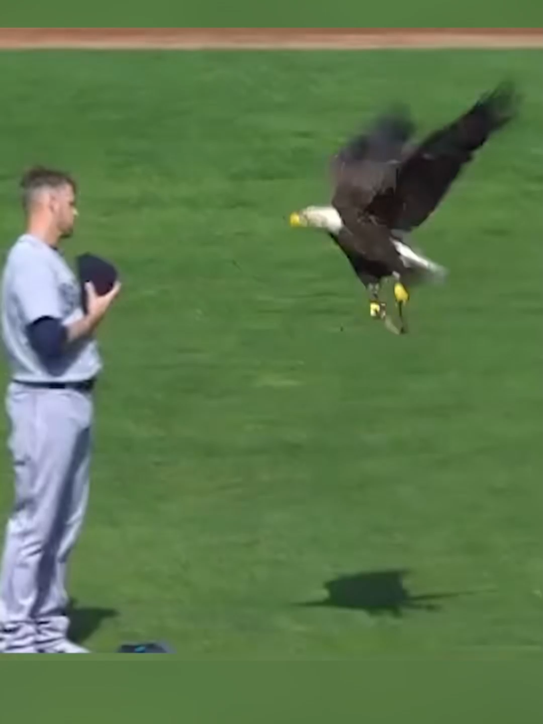 Which one of these Animals was the funniest 😂?#fypage #foryouu #viralvideo #viral #foryoupage #top5 #top #baseball #MLB #mlbb #baseballboys #baseballlife #baseballszn
