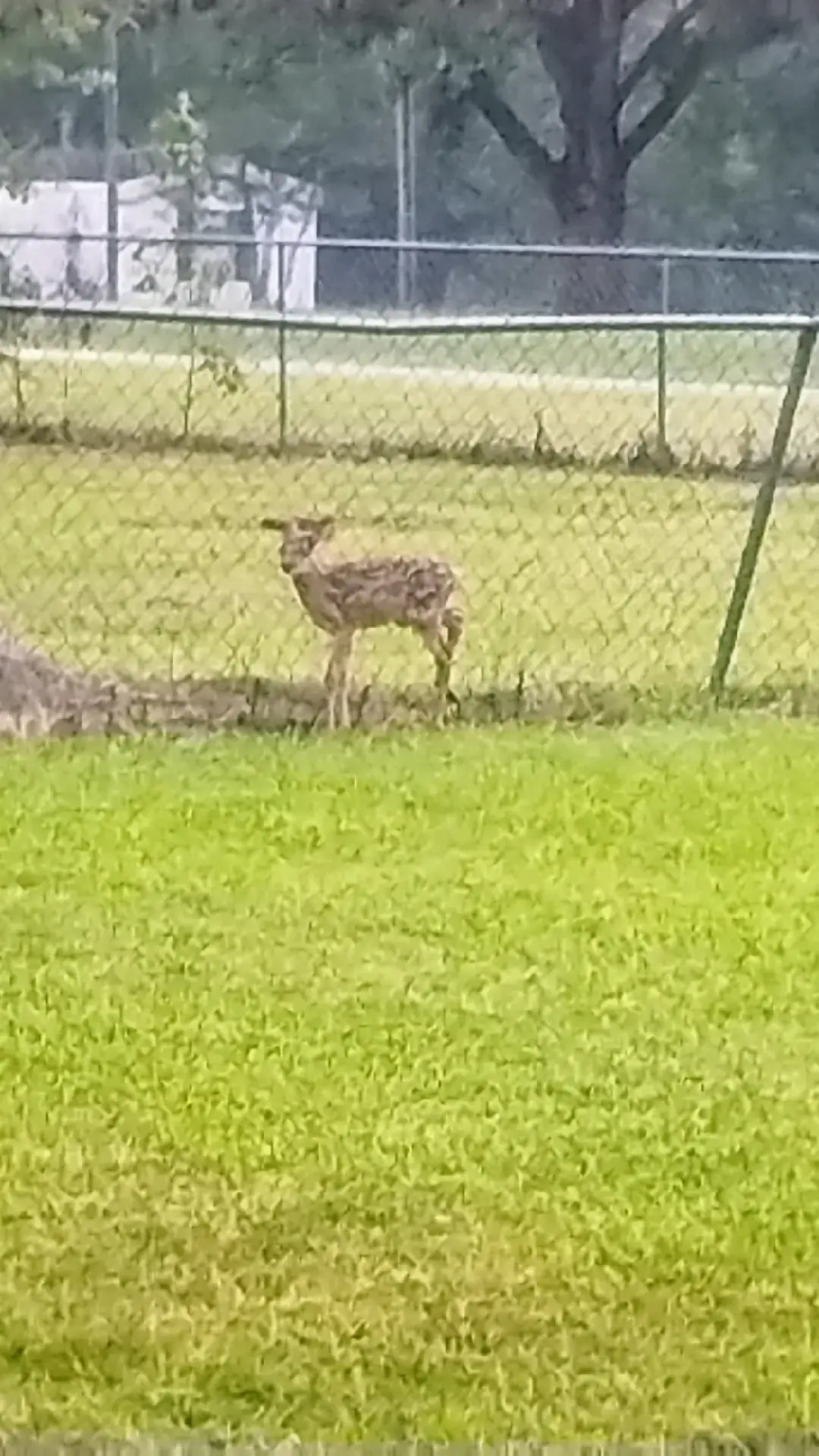 Videos coming up. Poor baby got left behind cause it couldn't jump the fence but I opened the gate to the woods and showed it the way out#deer #fyp #foryoupage #nature #animals 