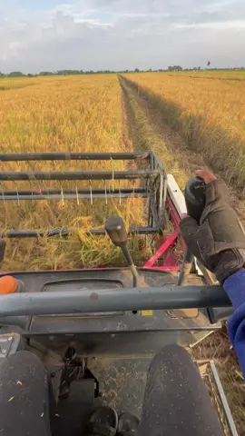 Nyeni#combineharvester #maxxibimo102 #fmworld #fyp #pertanian 