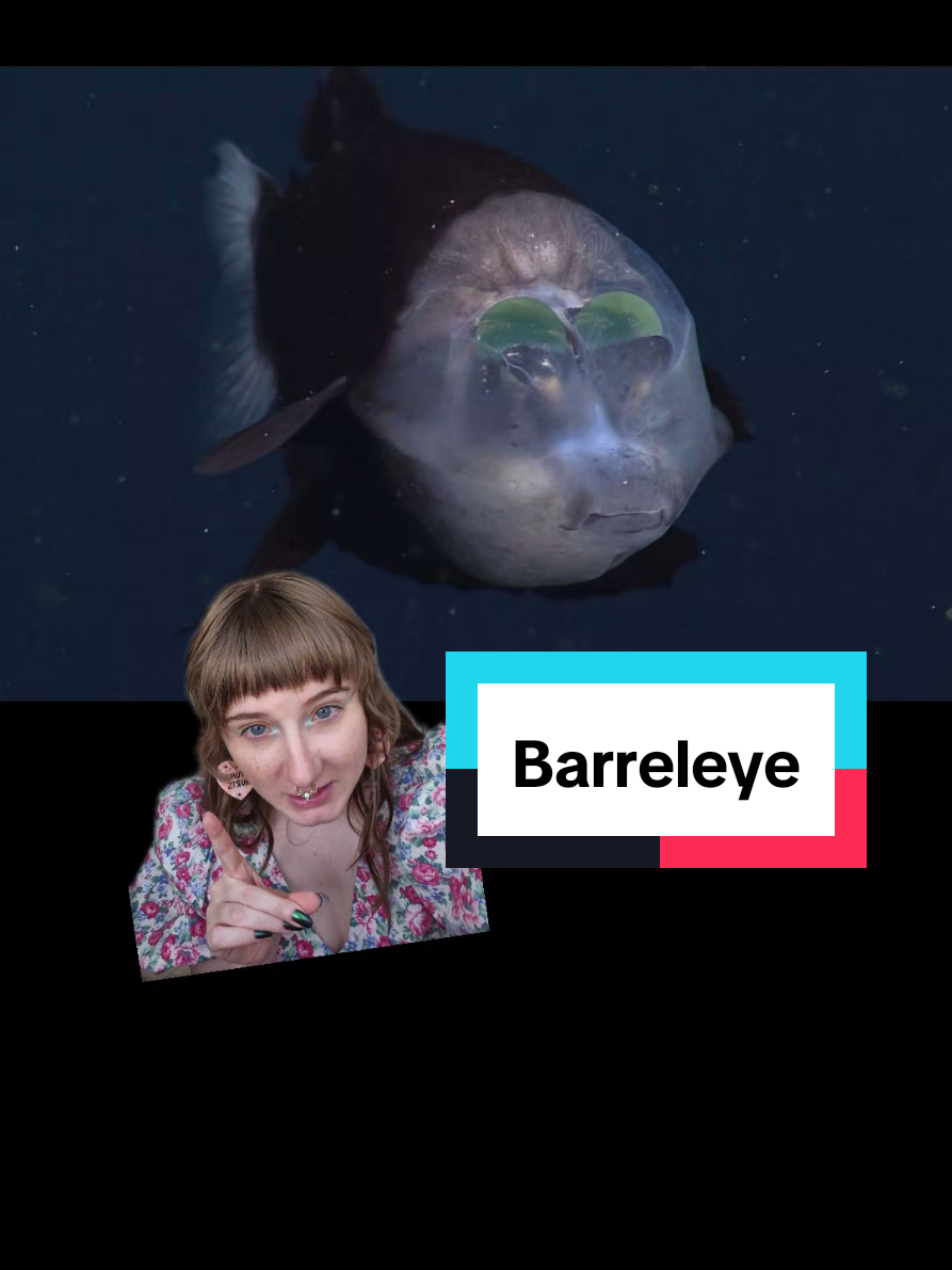 #greenscreen #marinebiology 
