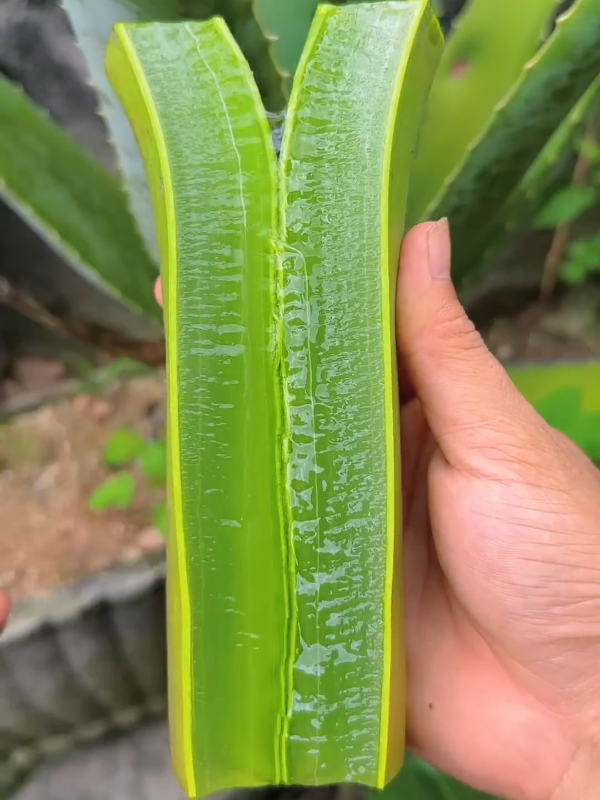 #aloevera #herbal #gel #natural #plantslife 