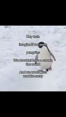 #relatable #real #penguins #funny #fypシ 