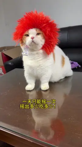 開獎時間到～ #Cat #CatToys #PuzzleFeeder 